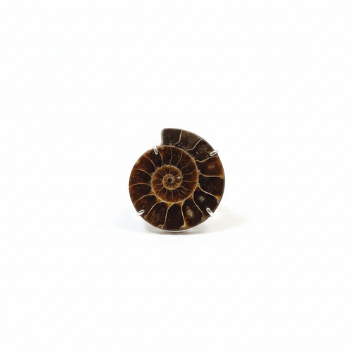 Anillo amonita fósil fondo blanco